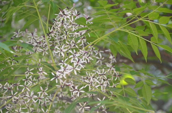 楝樹花