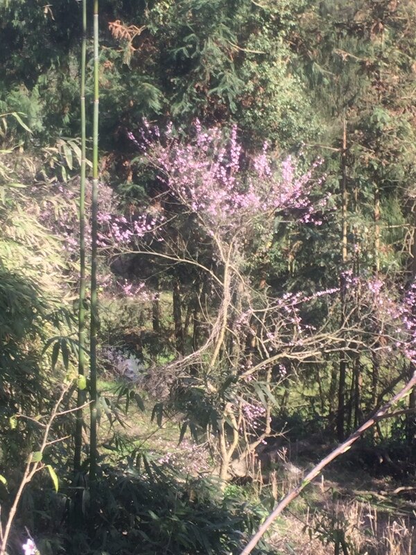 桃花