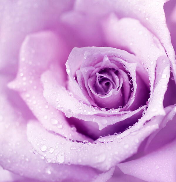 紫色玫瑰上的露珠