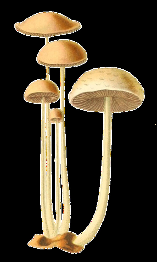 手绘高大长形蘑菇透明装饰素材
