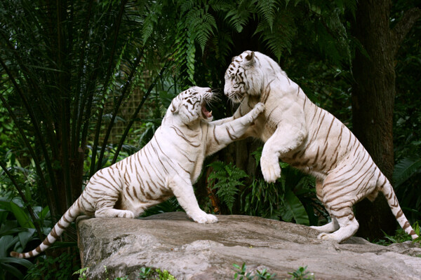 两只打架的白色老虎