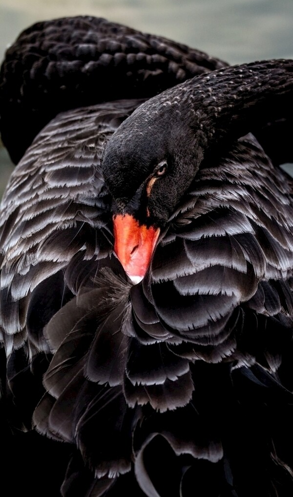 在鸟世界休息的黑天鹅