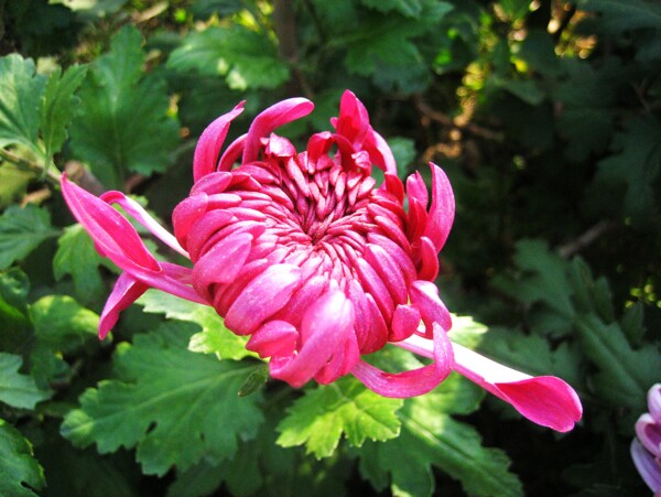 紅菊花大圖