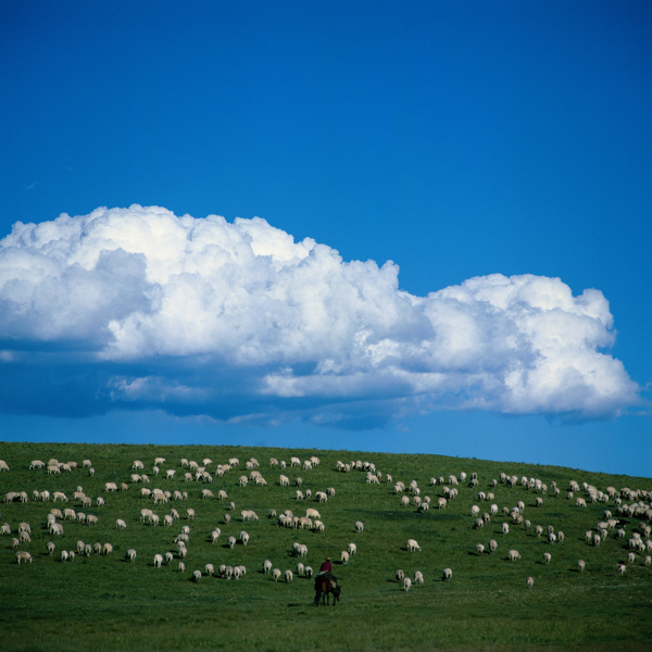 草原牧羊图片