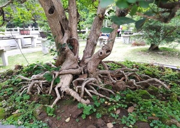 大树树根