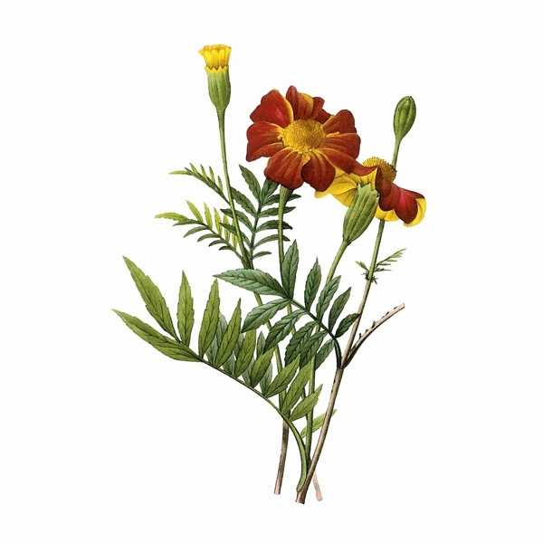 位圖寫意花卉植物花朵免費素材