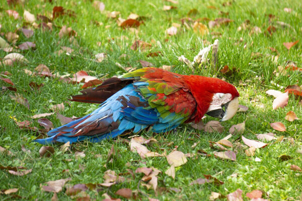 草地上找食的蓝红鹦鹉