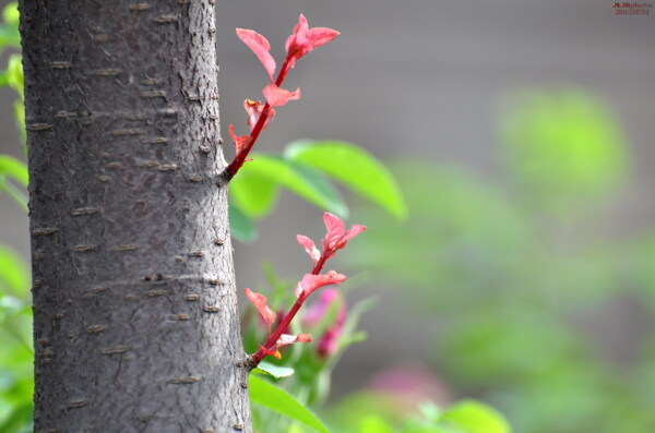 春芽圖片