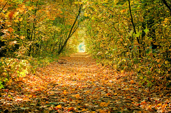 秋天林间小路风景图片