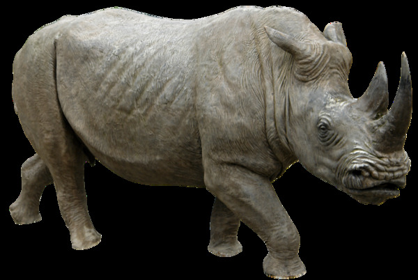 灰色皮肤犀牛免抠png透明图层素材