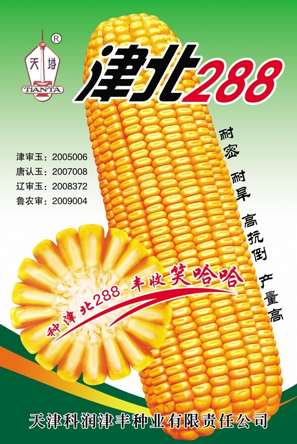 玉米圖片