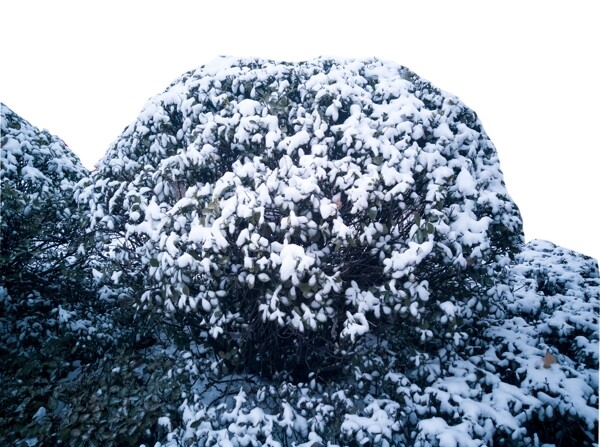 冬天的树上落了一层白雪