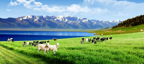 蒙古草原牛羊河流