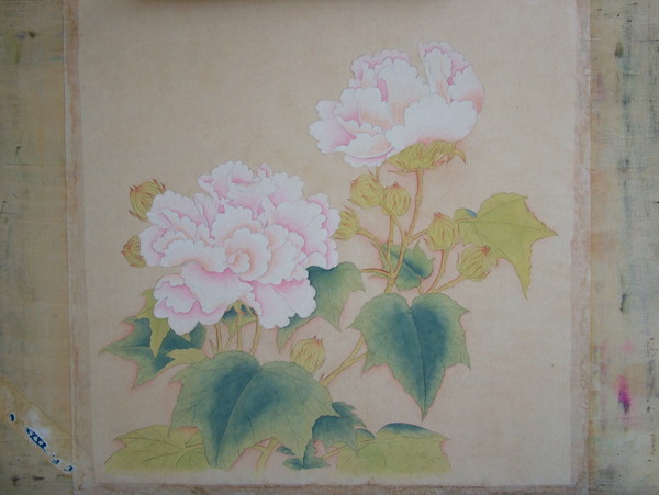 芙蓉圖片