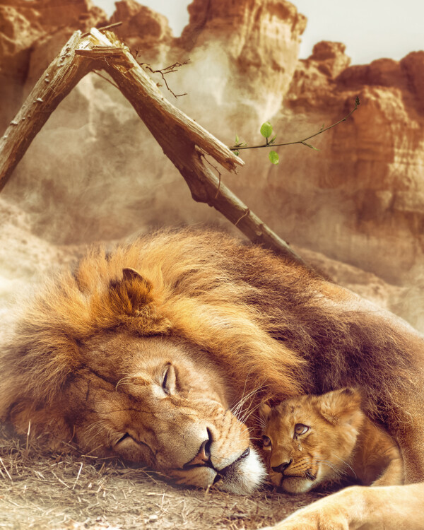 雄狮野生动物幼狮背景图片