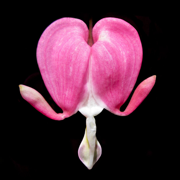 位圖植物攝影寫(xiě)實(shí)花卉花朵野花免費(fèi)素材