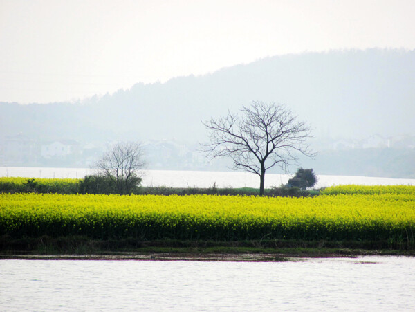 東屏湖圖片