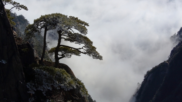 黃山圖片