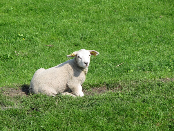 草地上的小绵羊