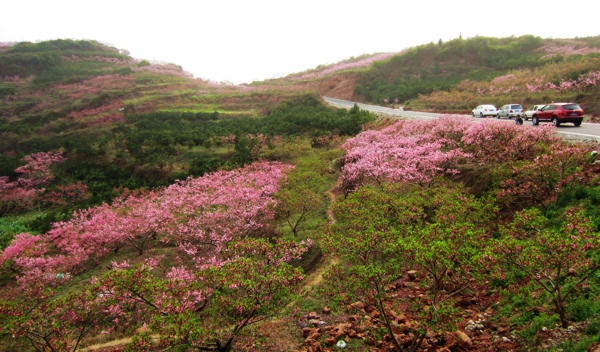 桃花漫山圖片