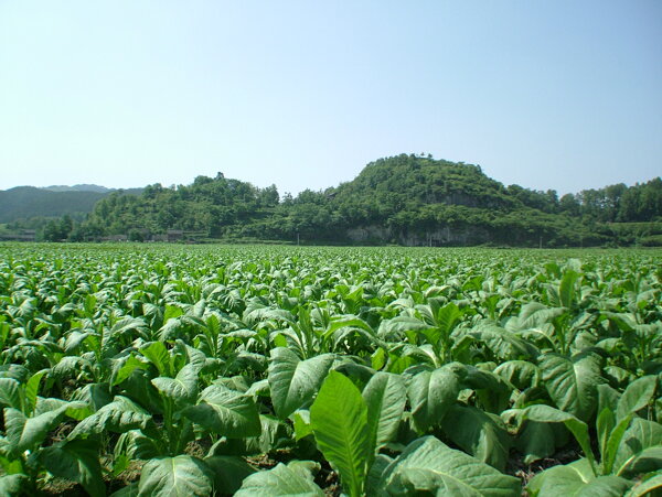 青菜圖片