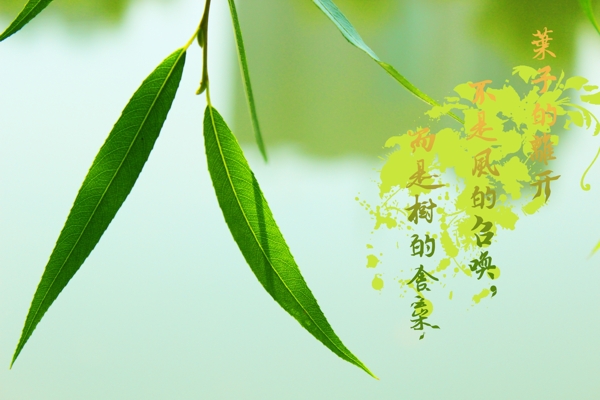 柳葉圖片