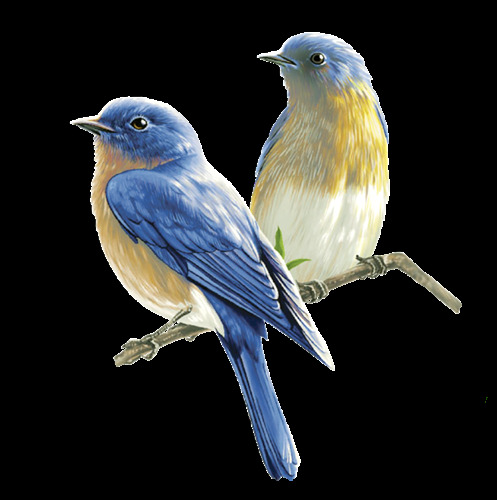 清新美丽蓝色小鸟装饰元素