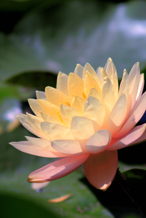蓮花圖片