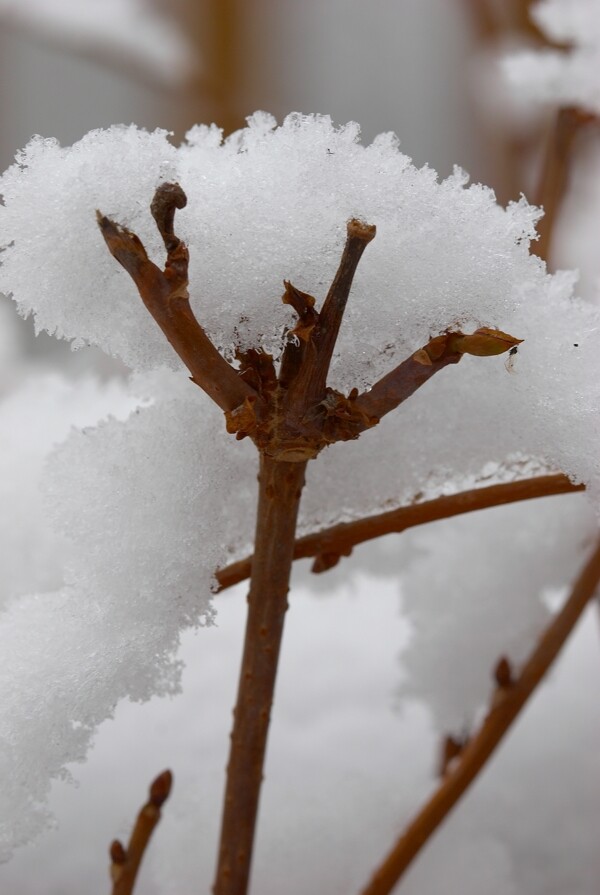 樹枝上的積雪