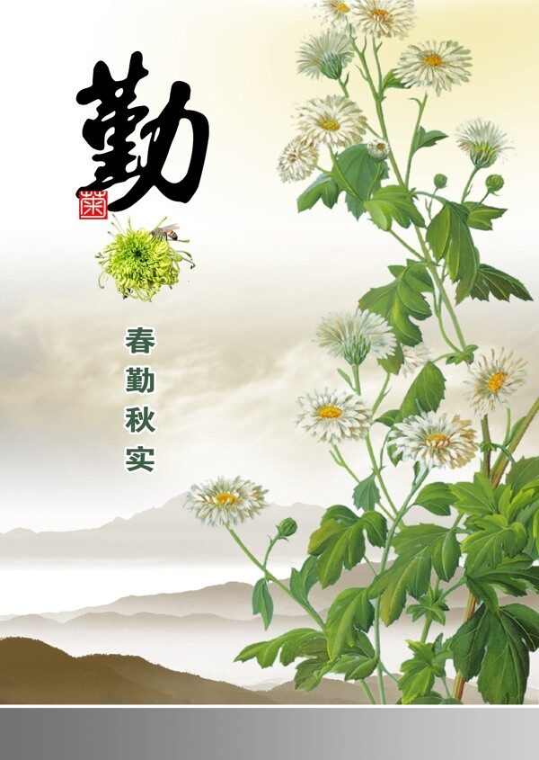 菊花