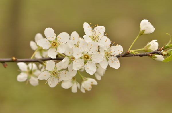 李子花圖片