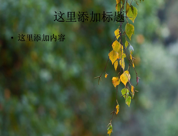 白桦树旁的四季景色ppt图片8