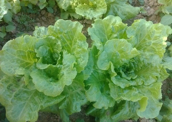 生菜圖片