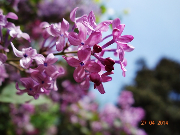 丁香花圖片