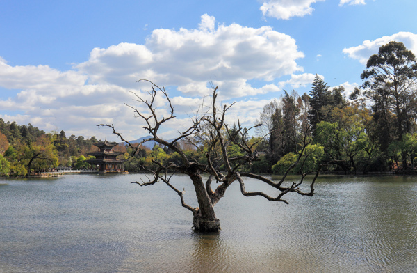 湖中的枯树图片
