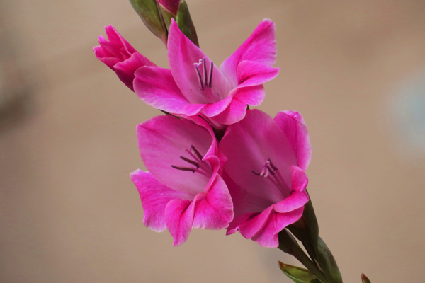 紅色唐菖蒲