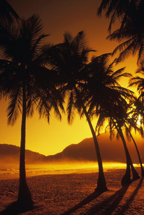 黄昏时候海边椰子树特写图片图片