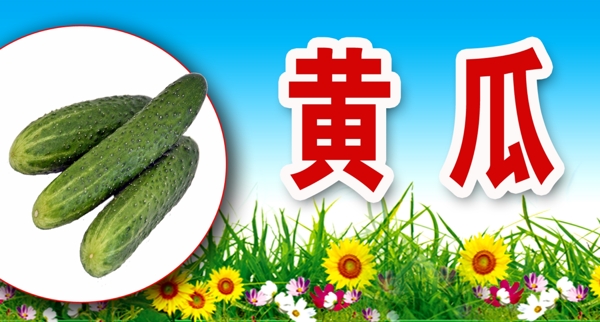 黃瓜