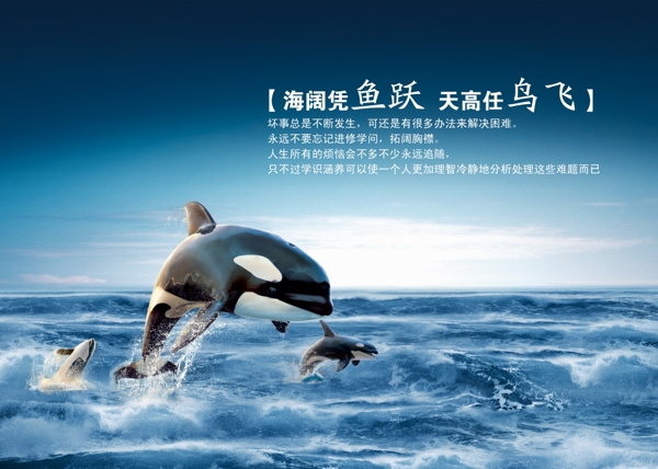 海闊天空企業(yè)海報