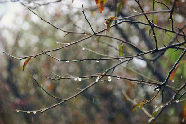 西溪湿地之树枝沐浴图片