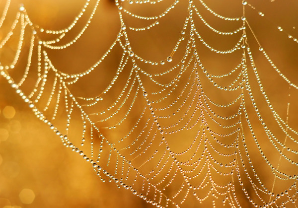 蜘蛛网上的水珠图片