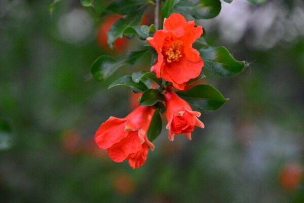石榴花
