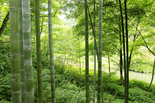 山坡小竹林图片