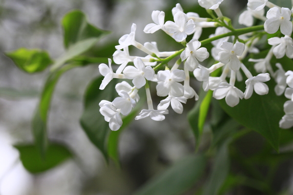 丁香花