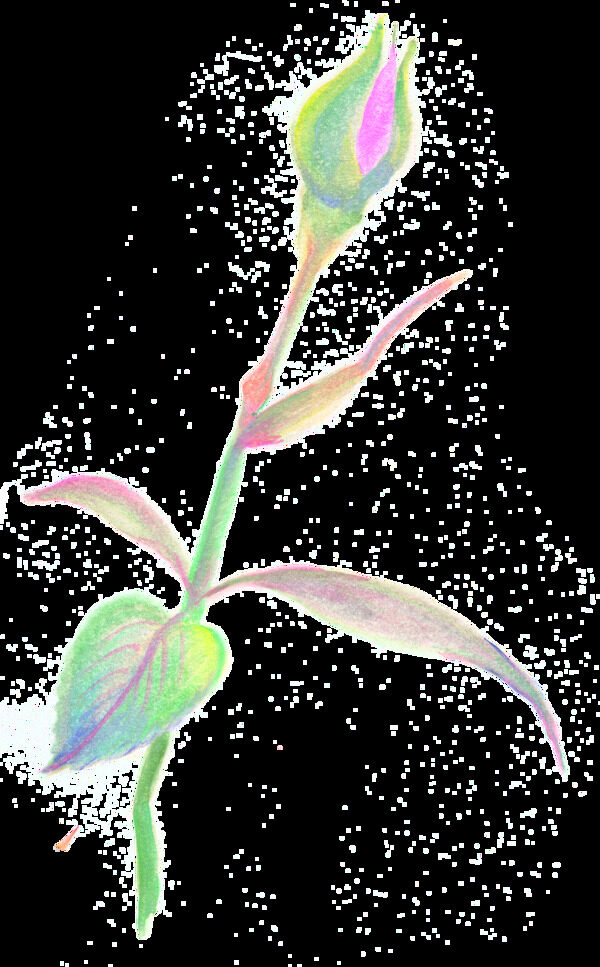 彩紋花枝透明裝飾素材