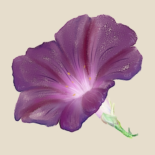 喇叭花紫色手绘花朵水彩植物牵牛花花藤