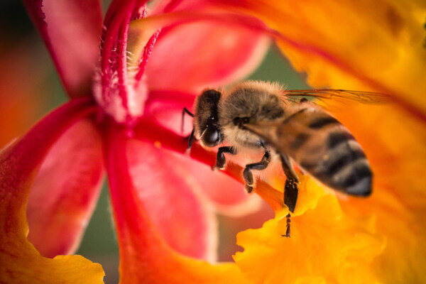 花丛蜜蜂采花图片