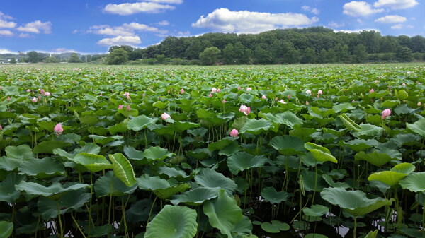蓮花池圖片