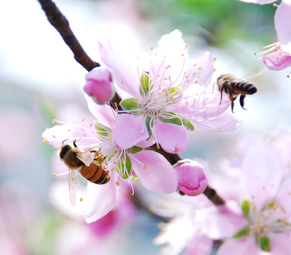 采蜜圖片