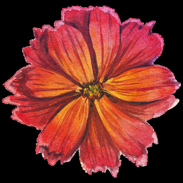 红色花朵水彩透明花朵素材